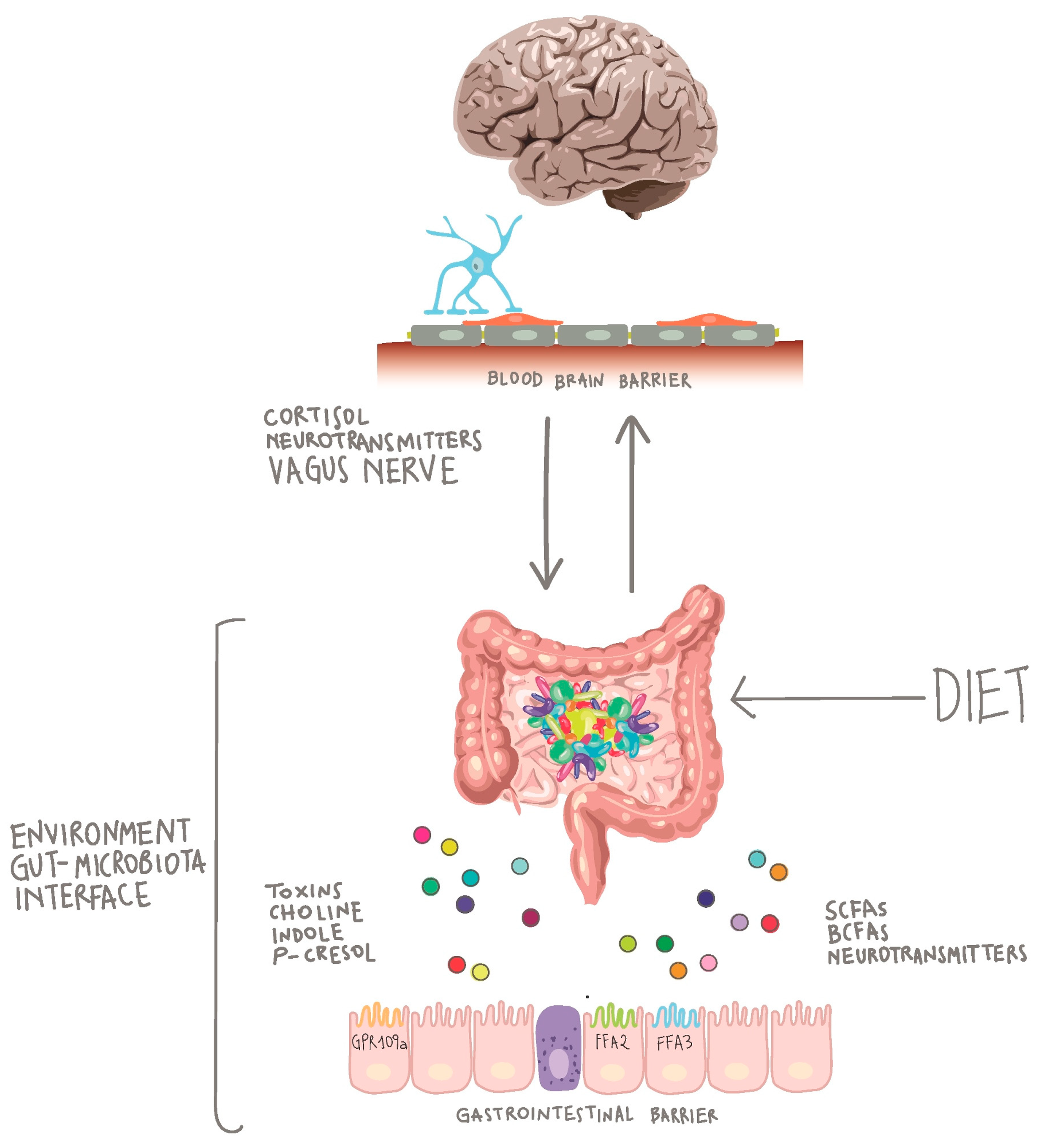 The micriobiome-gut-brain axis