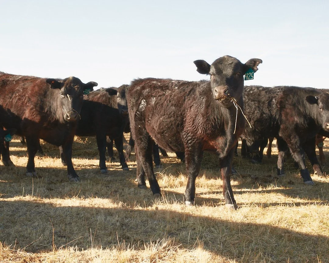 Our Beef — Blue Range Ranch