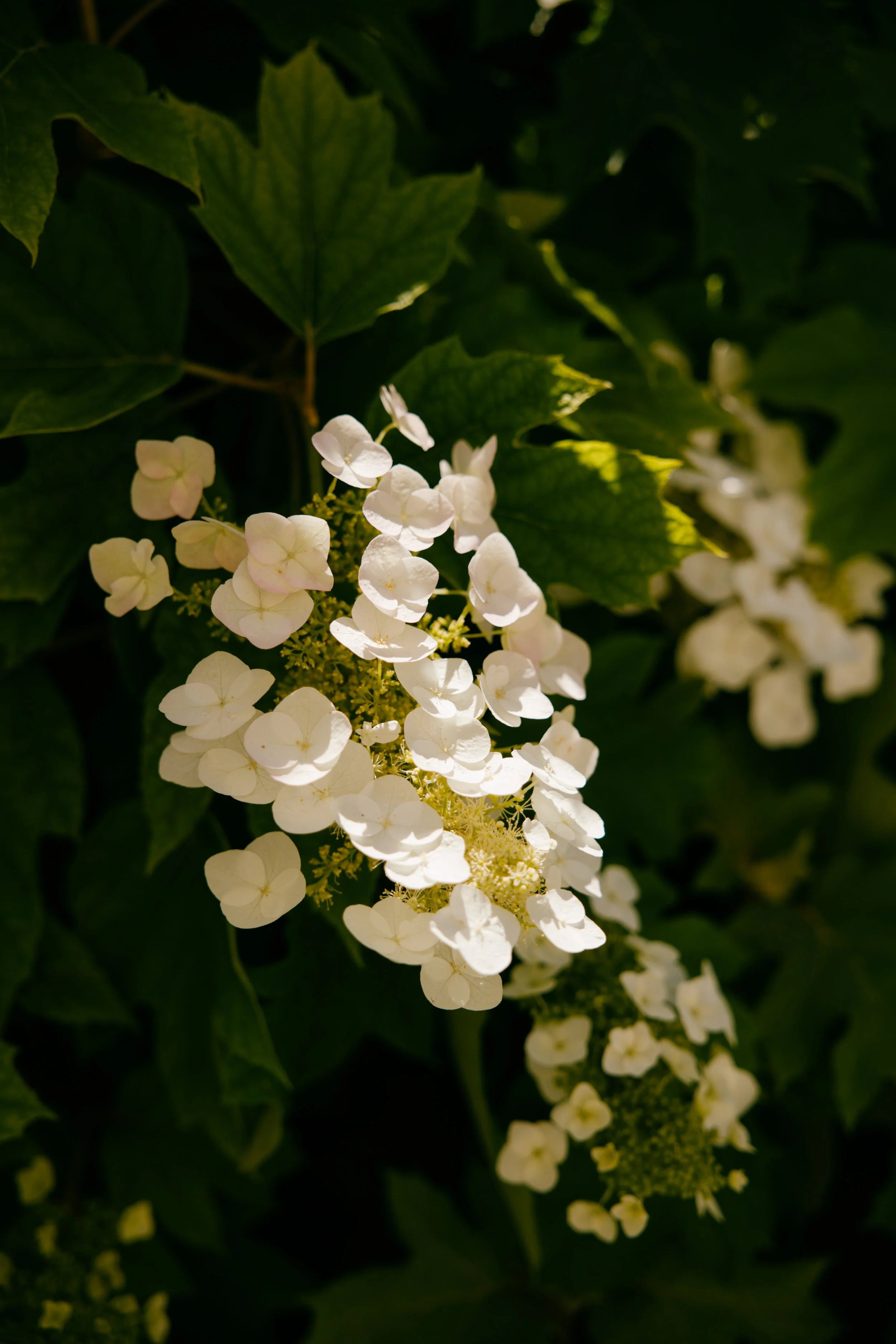 PupilaPhotography_6769.jpg