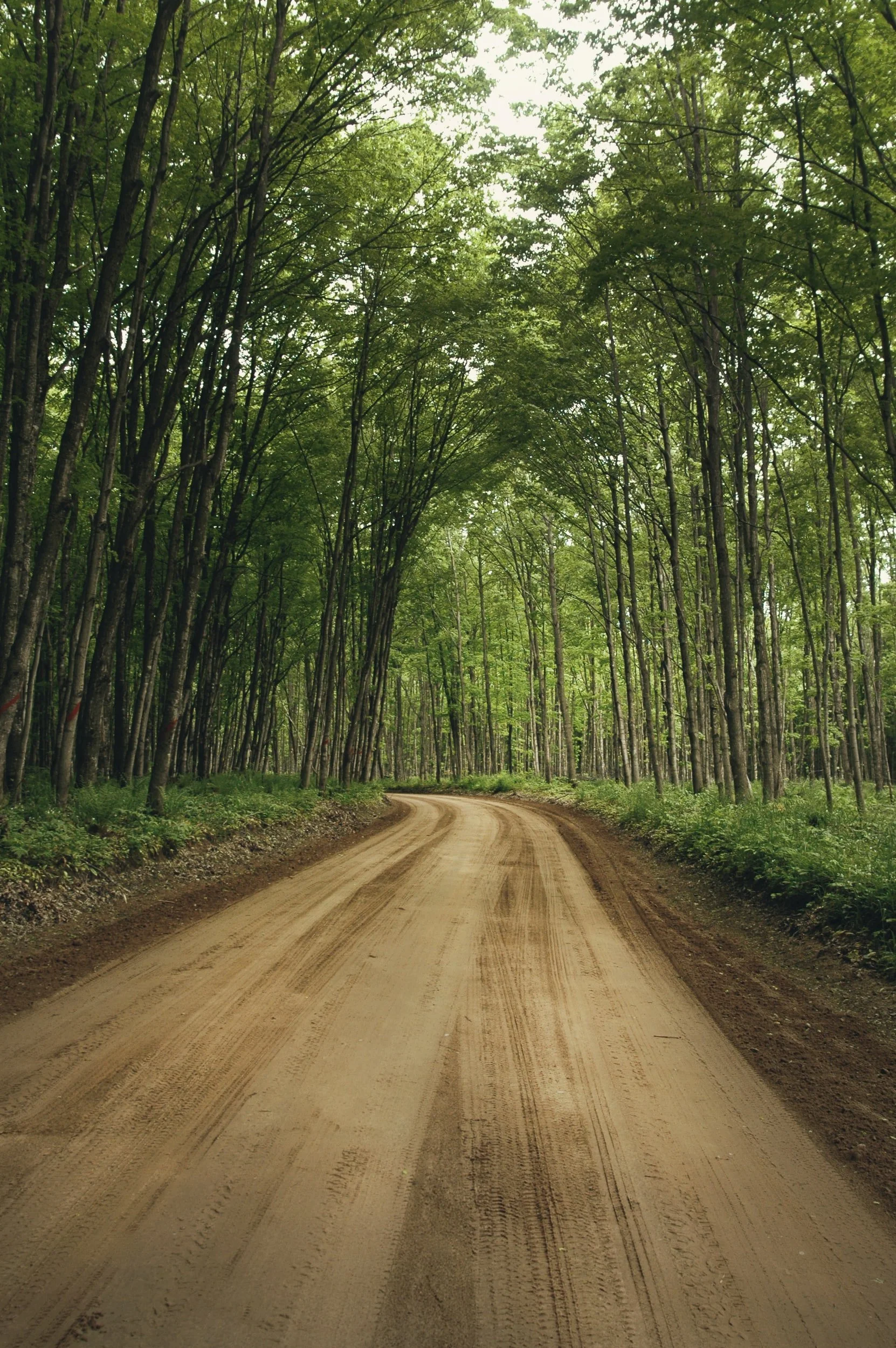 Dirt road curving through a lush green forest with tall trees and dense foliage.