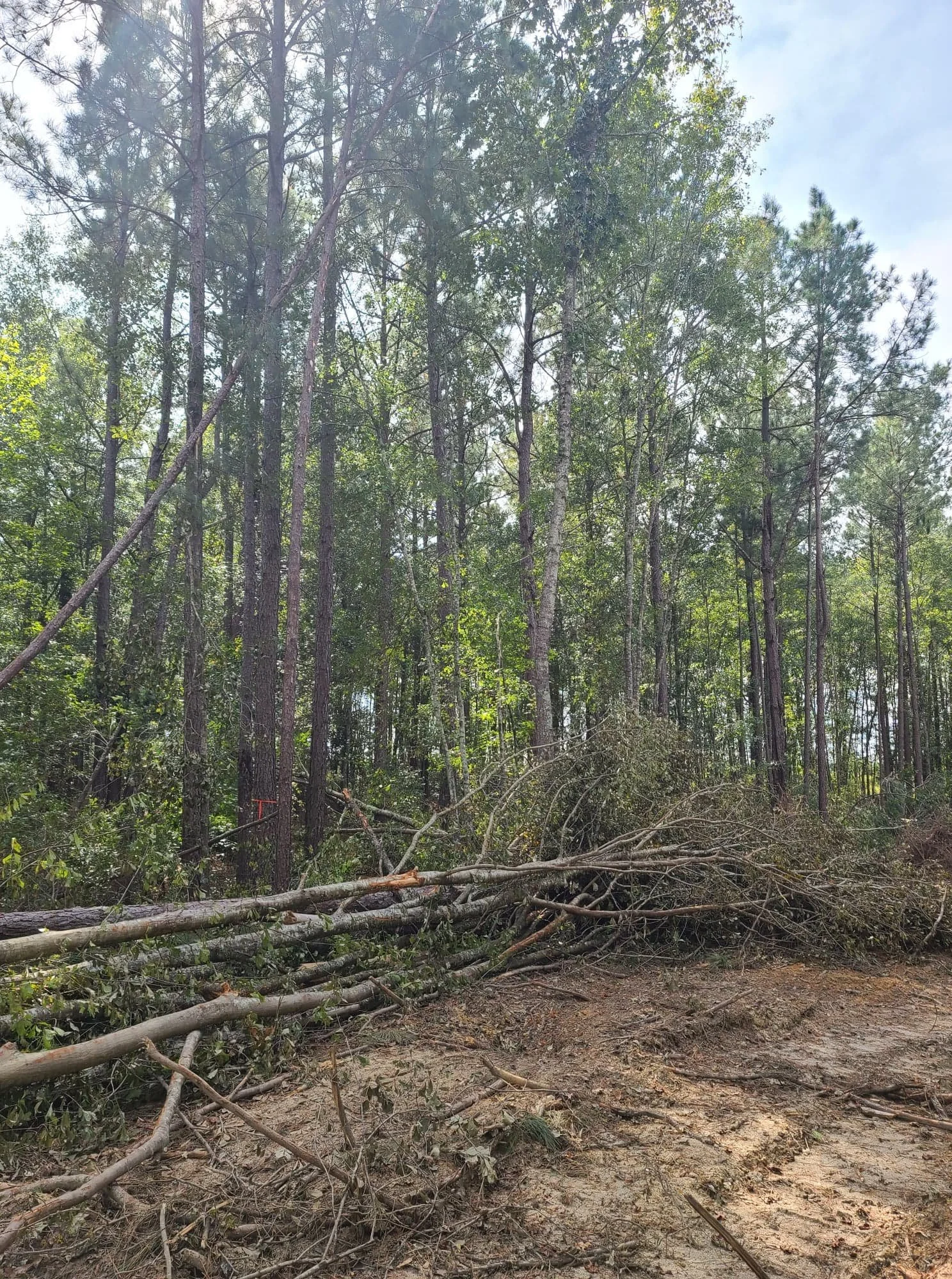 Fallen trees and broken branches on the ground in a wooded forest area with standing trees and sparse undergrowth.