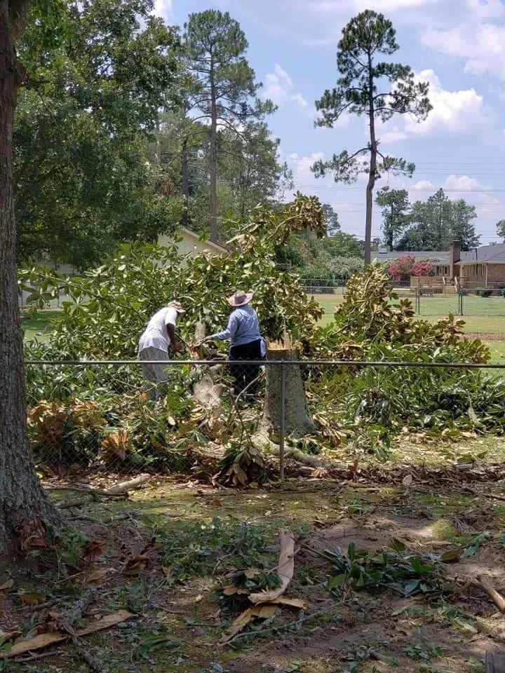 Two people cutting a fallen tree with a chainsaw in a fenced yard, with tall trees and a house in the background.