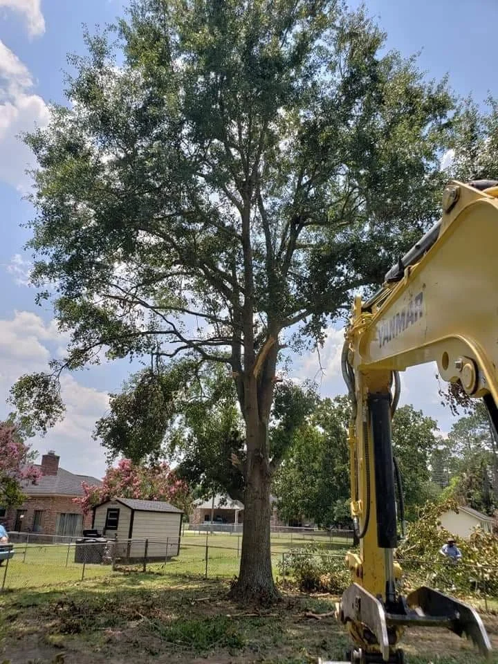 A large tree being cut down with a yellow excavator, in a suburban backyard with other trees, houses, and a small shed.