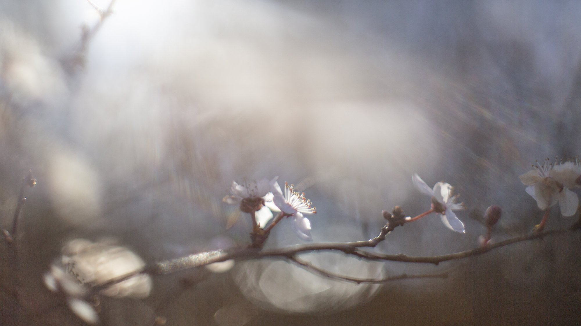 © Nao Fujiwara