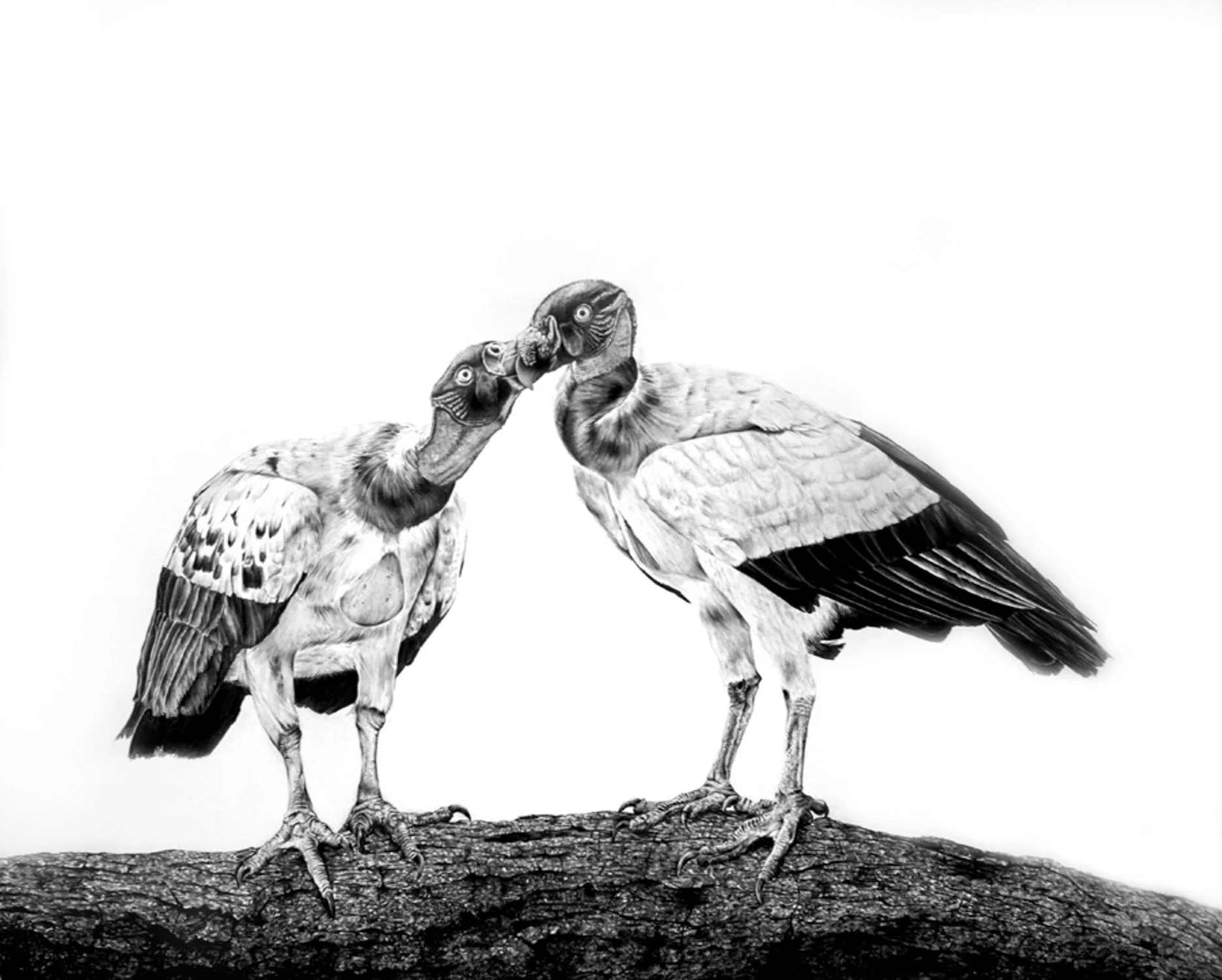  Debra Barrera,  King Vultures, Precious Twin , graphite on paper 2019 