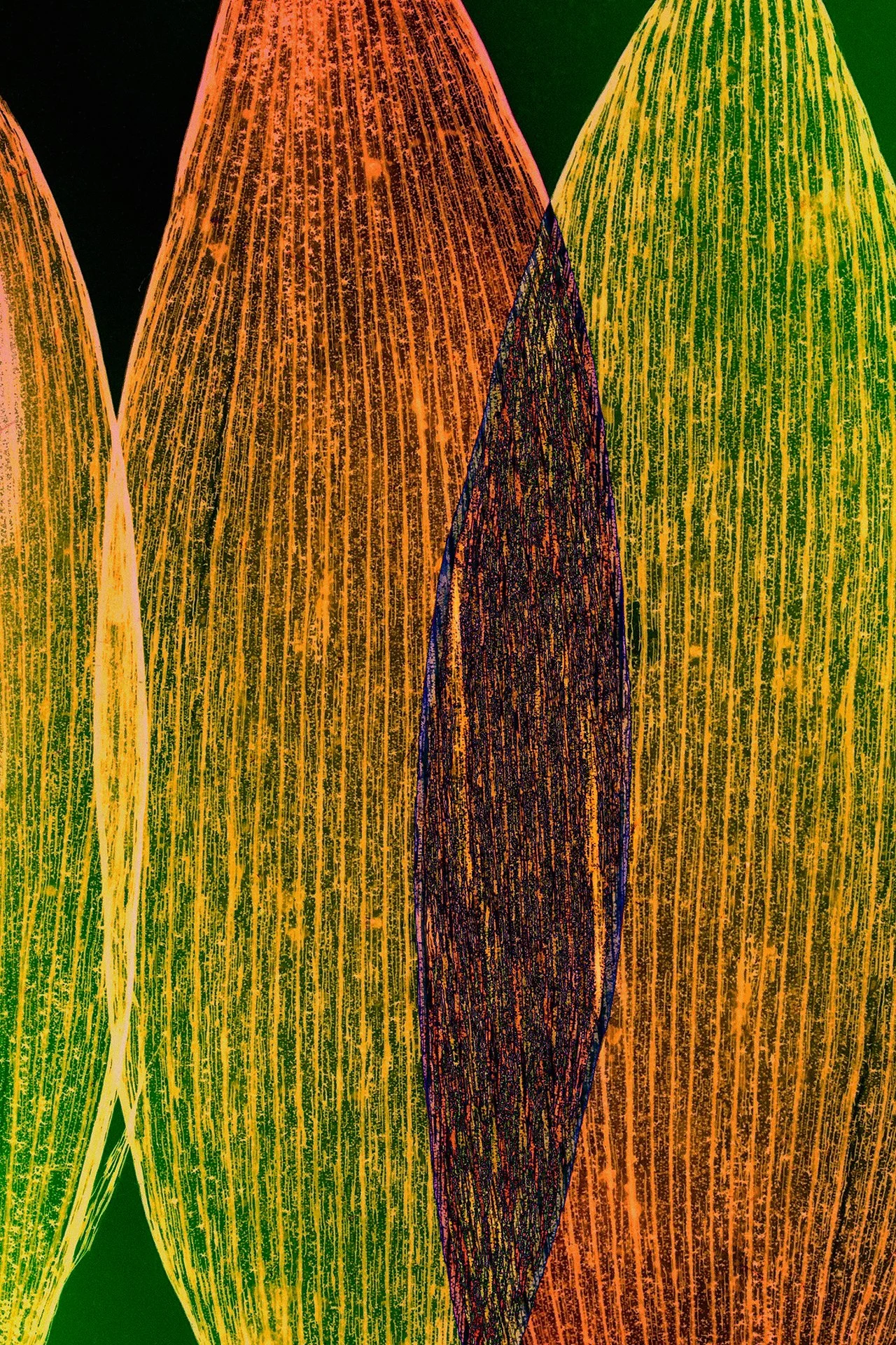 Dornith Doherty__Intersect 1920pxH.jpg