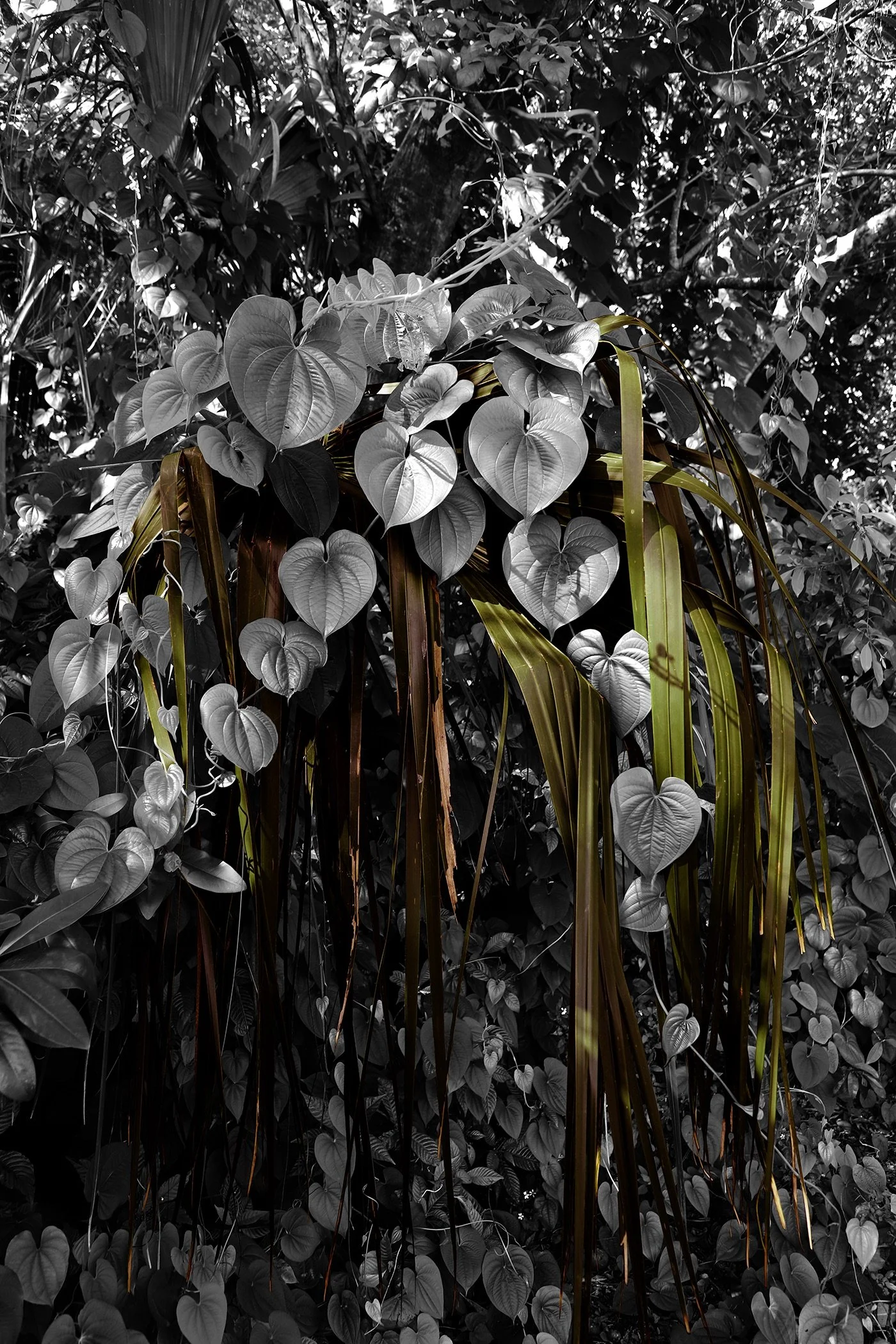 Drip-4x7-300dpi.jpeg