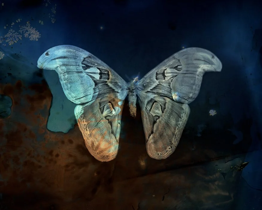Blue Atlas Moth 2012.jpg