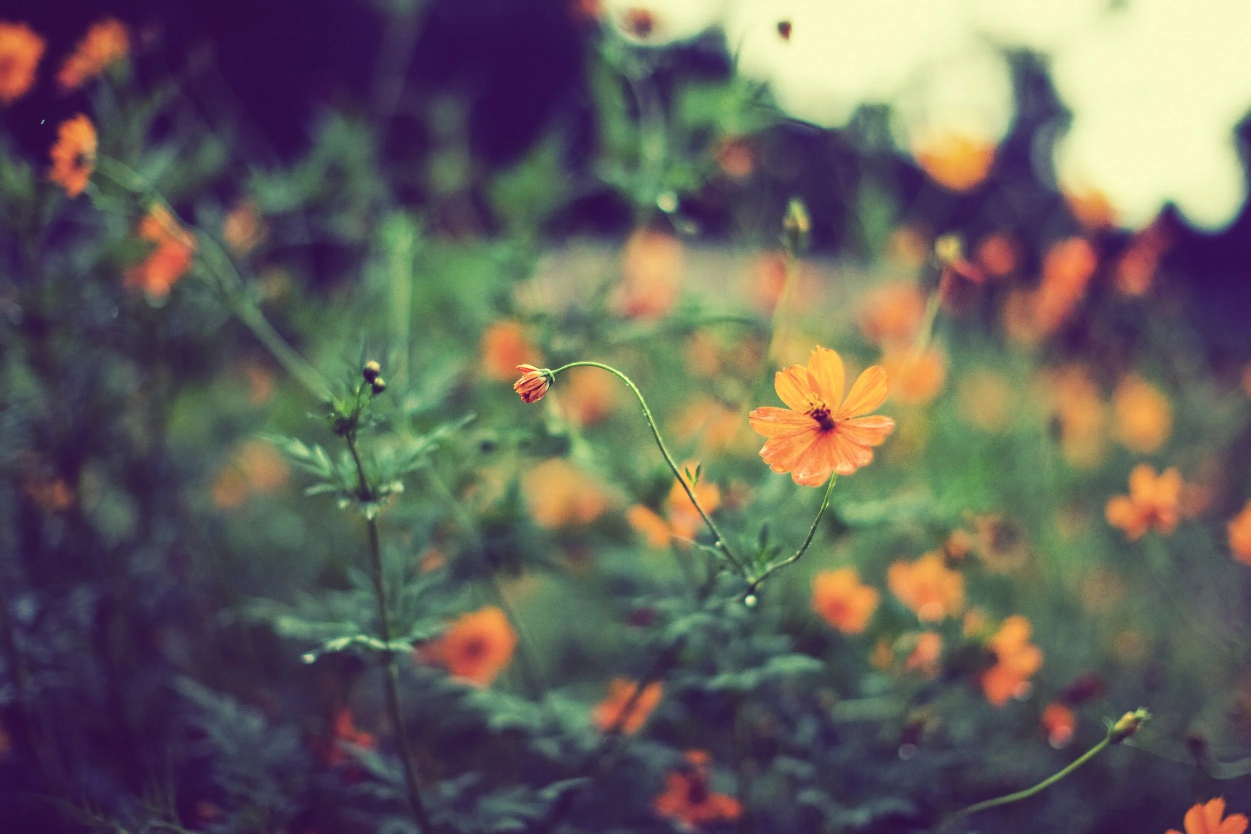 230714 EDU Laura Burlton 087 - Laura_Burlton_87.jpg (Copy)