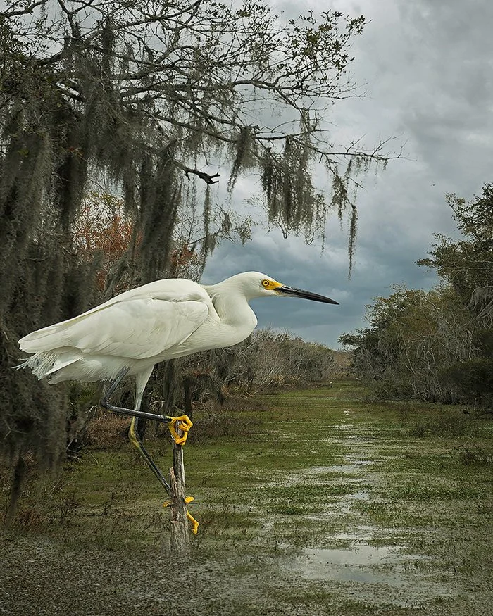 Cheryl_Medow_Snowy_Egret_In_Bayou_PDNB_Gallery.jpg