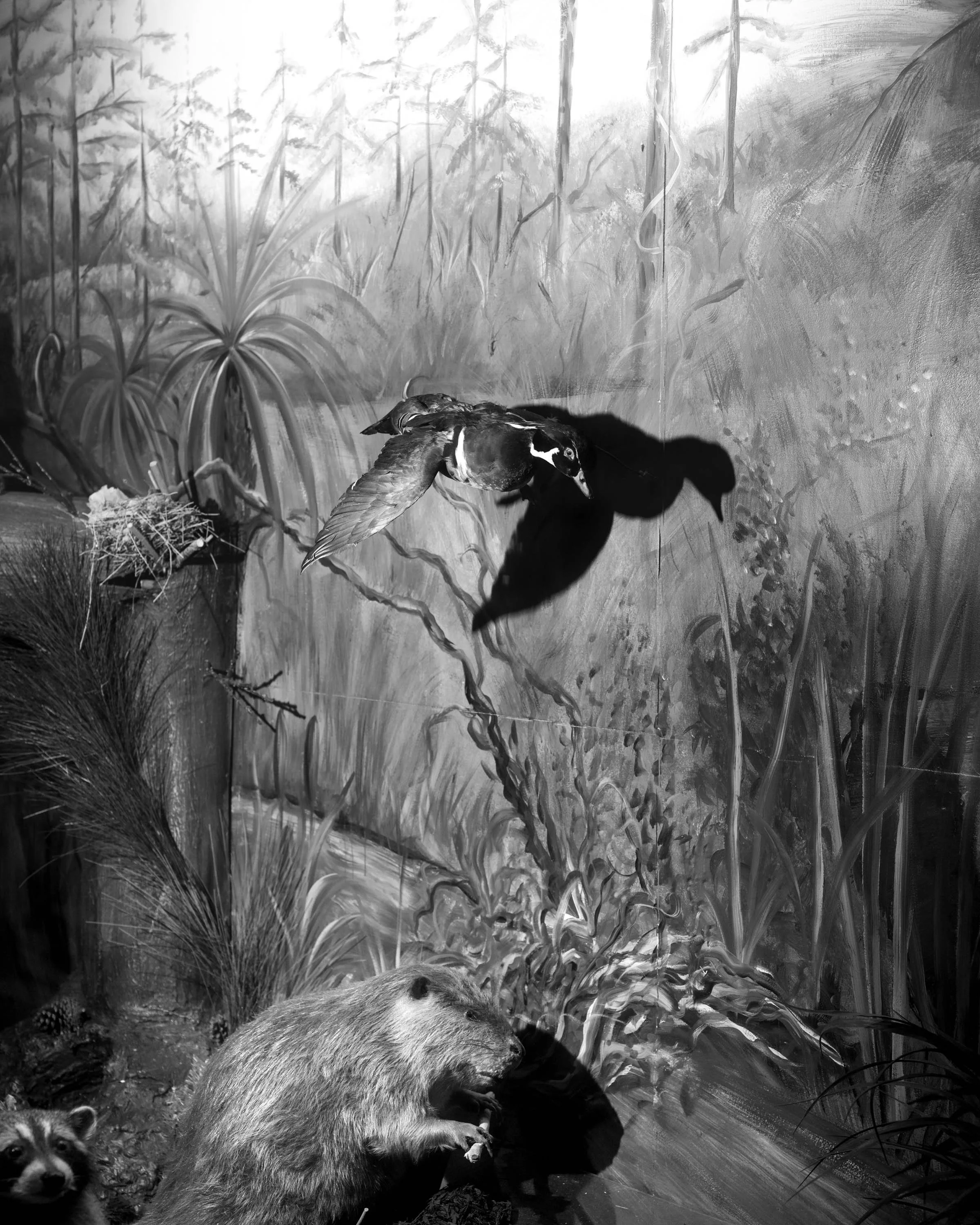 Photography II (Oct 28-Dec 9)