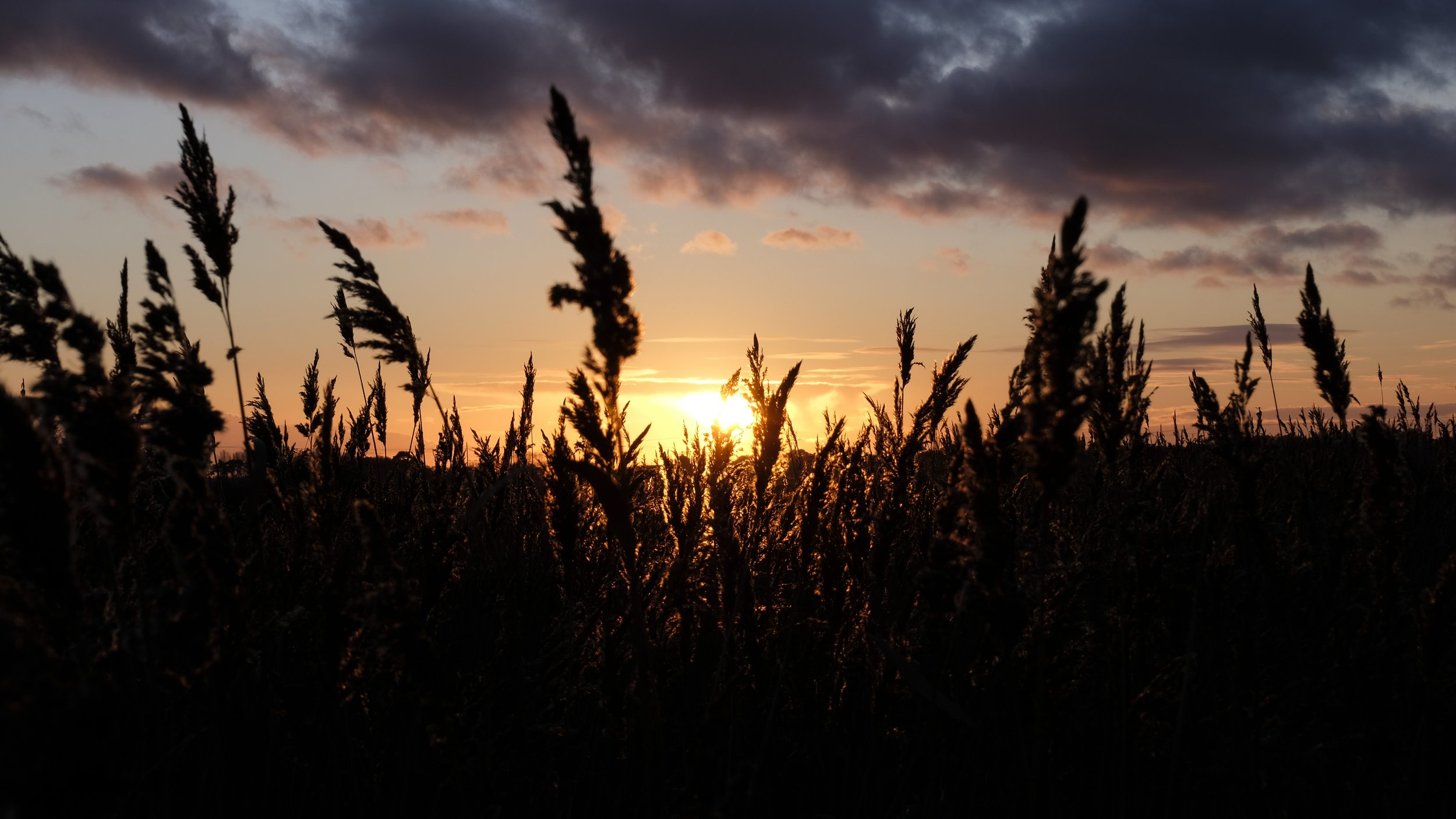 Shingle Beach Grass and Sunset - 30.01.19.jpg