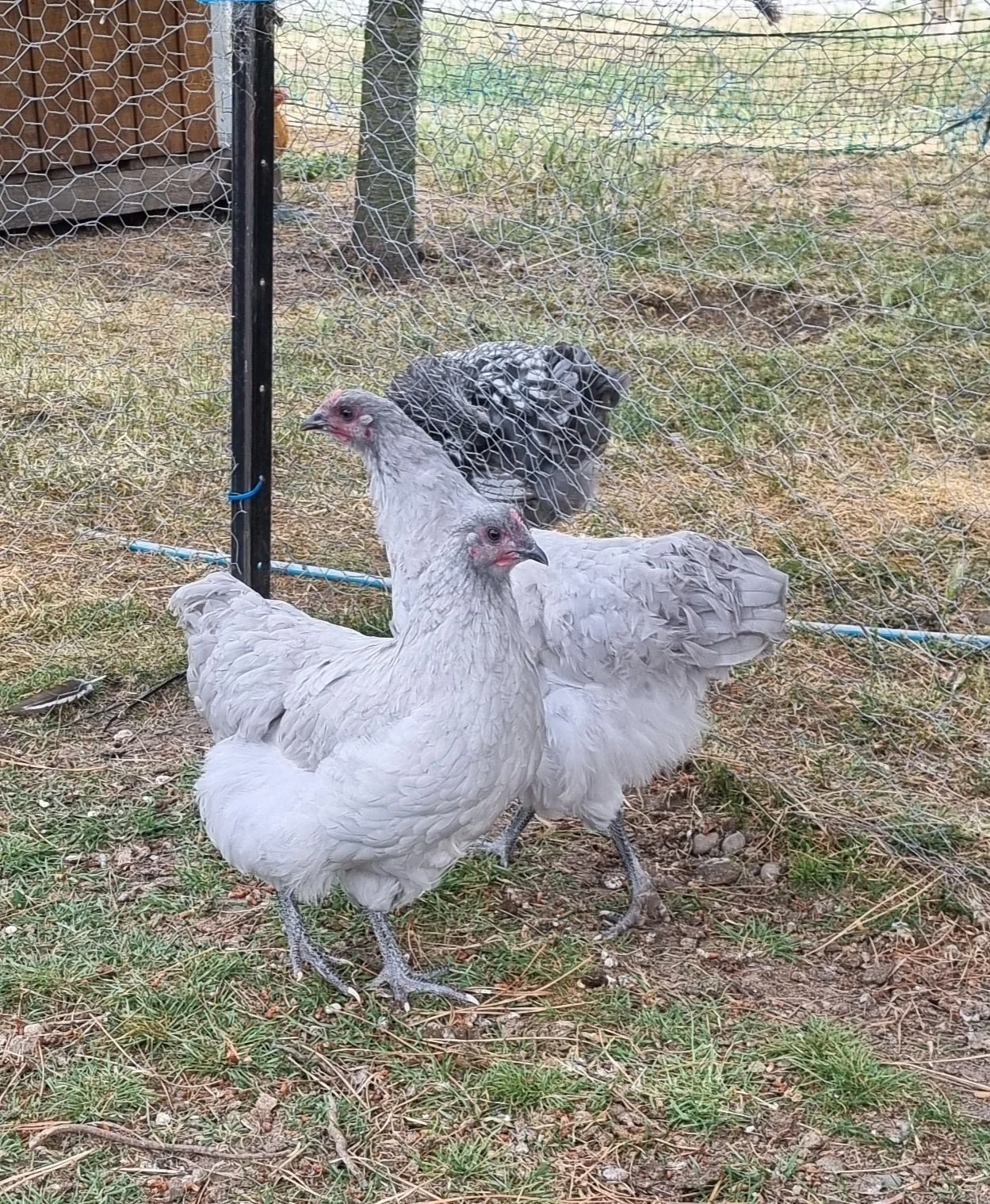 Lavender Orpington Pullets (Available now)