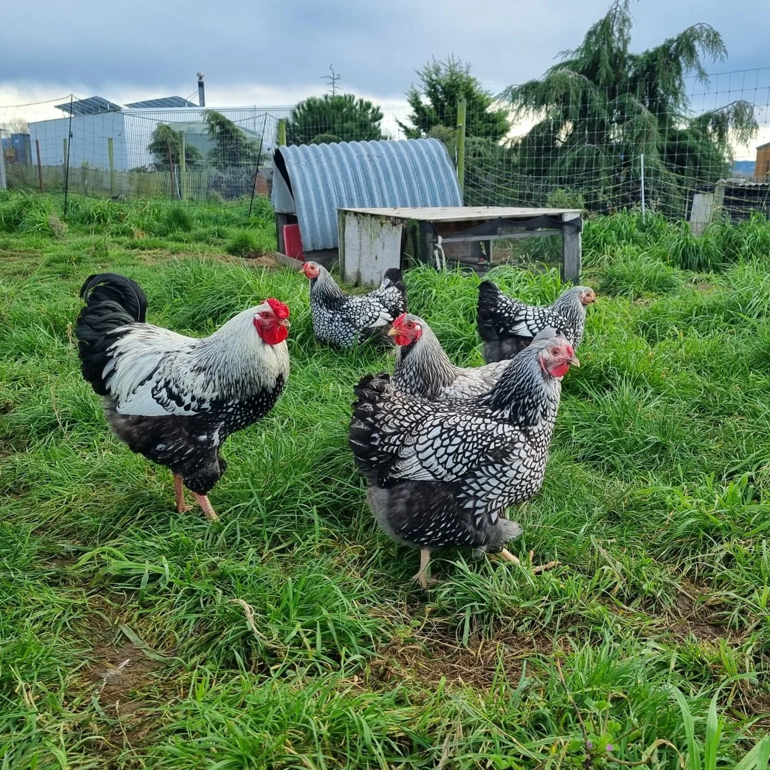 Silver Laced Wyandotte