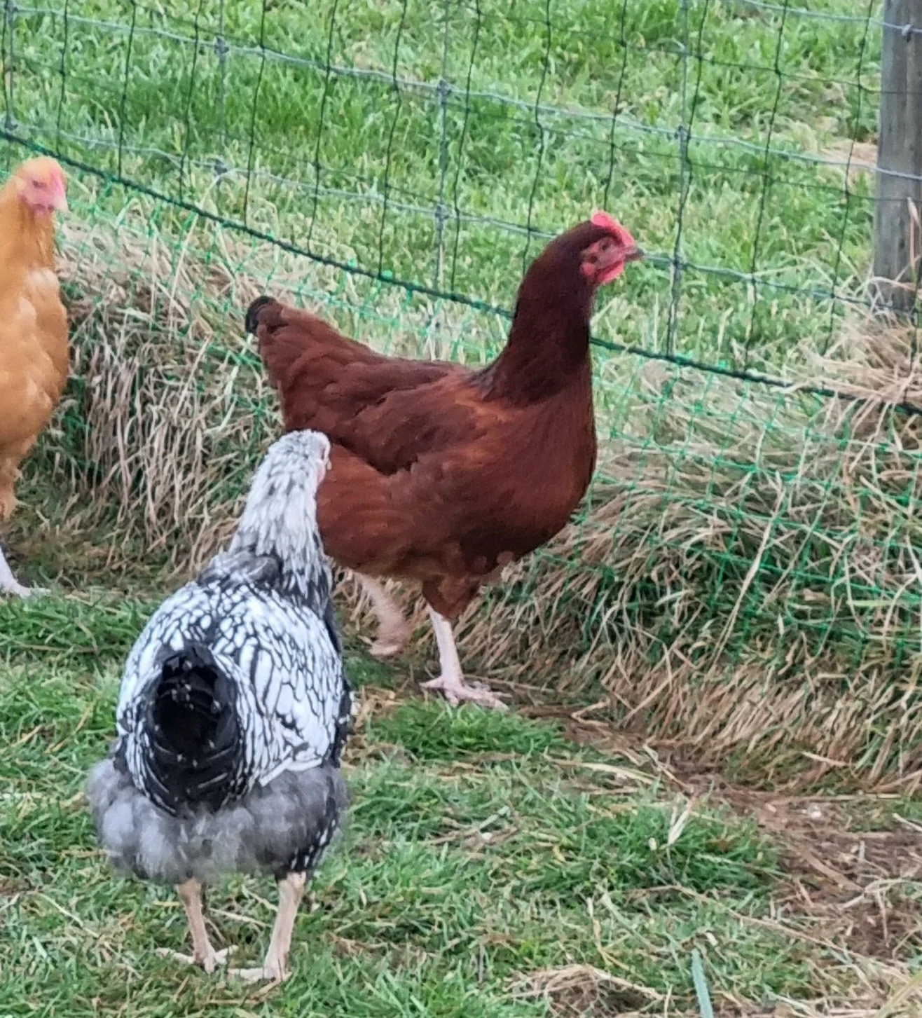 Rhode Island not Breed Standard $50