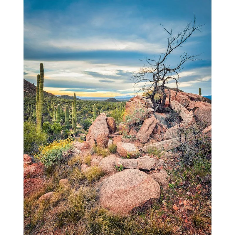 Saguaro National Park in Arizona