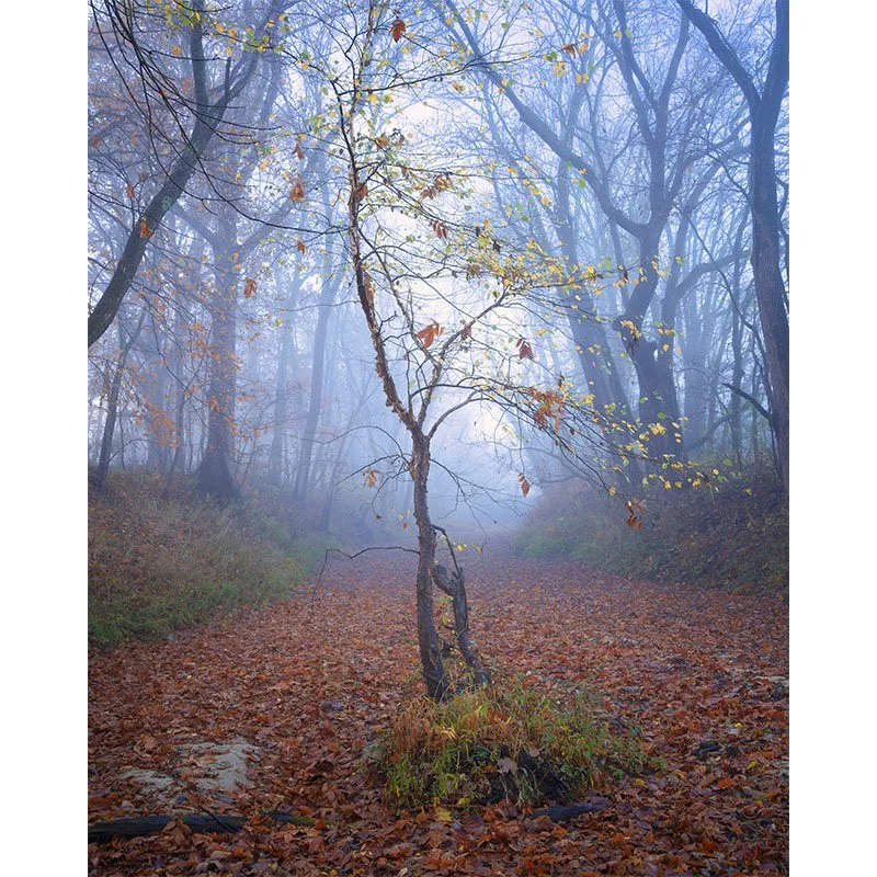 Tree in the creek FR 2 copy 3 small.jpg