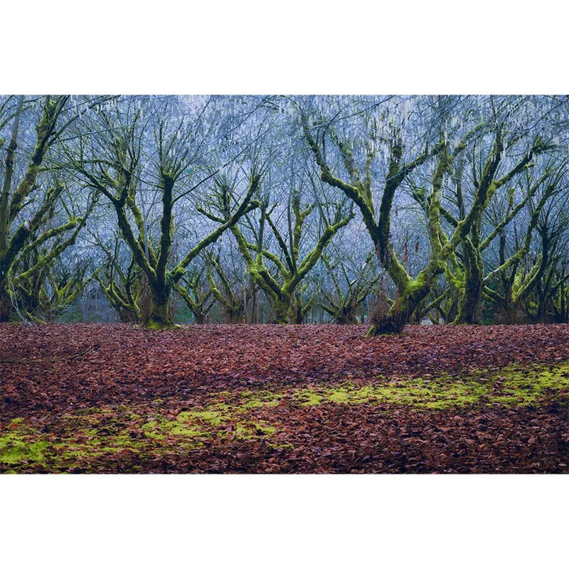 Eerie Orchard