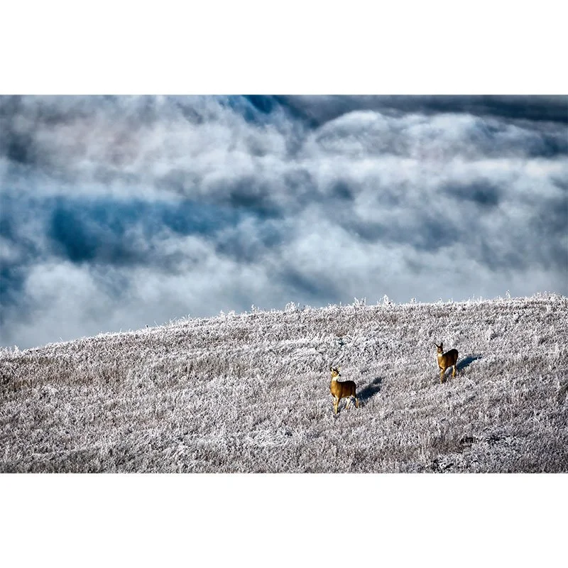 Deer Over The Clouds