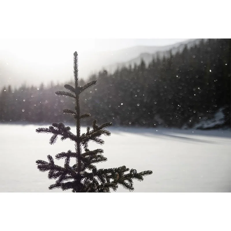 Winter Pine Sapling small.jpg