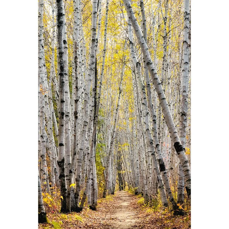 Birtch Trail FR small.jpg