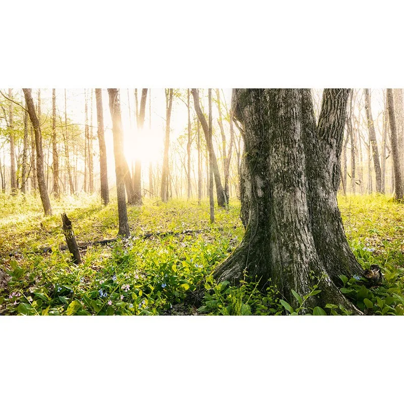 Illinois Forest Sunrise