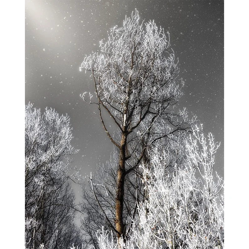 Ethereal Tree in Winter