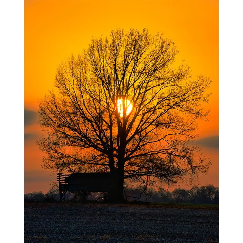 Sunset in the Tree small.jpg