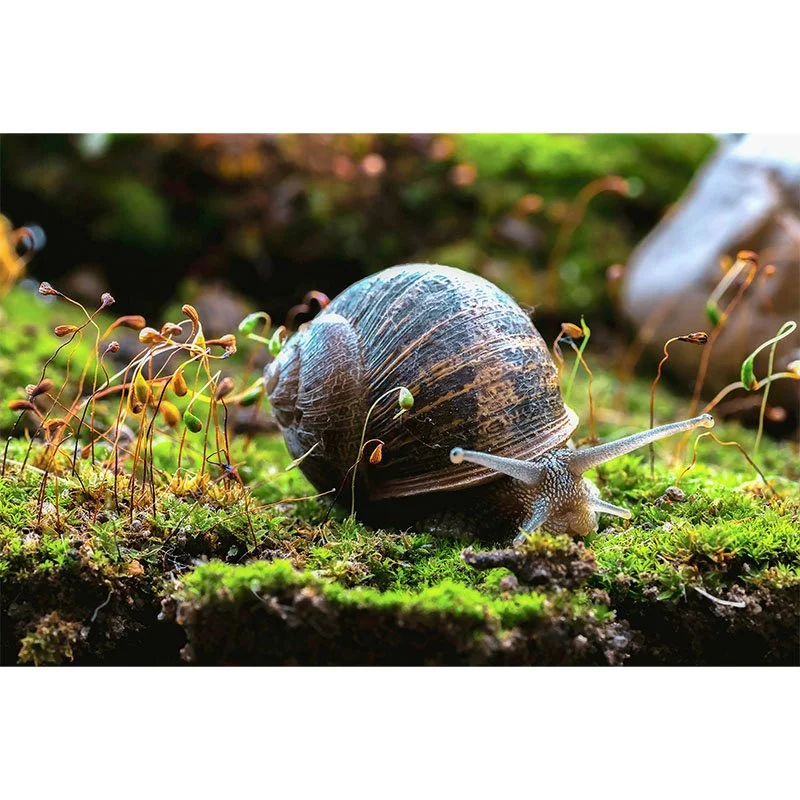 Morning Snail copy 3 small.jpg