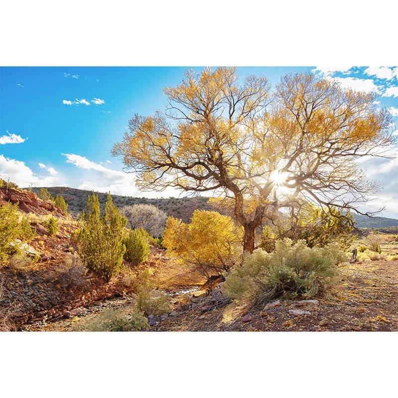 Arizona Sunburst Tree small.jpg