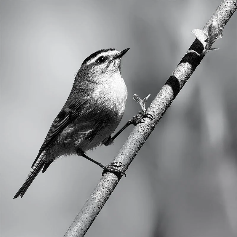 Tennessee Warbler BW final small.jpg
