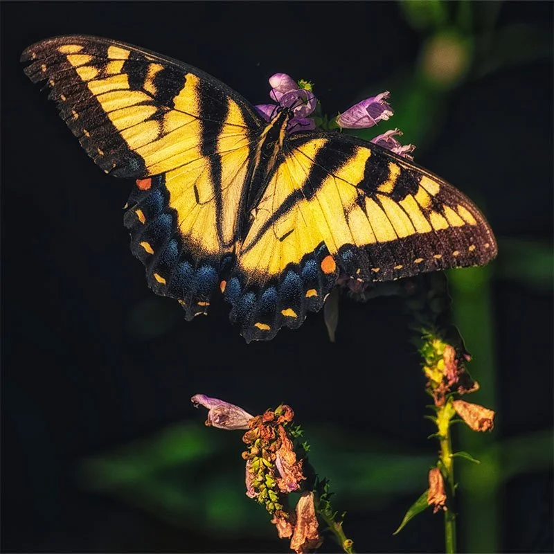 Butterfly FR small.jpg