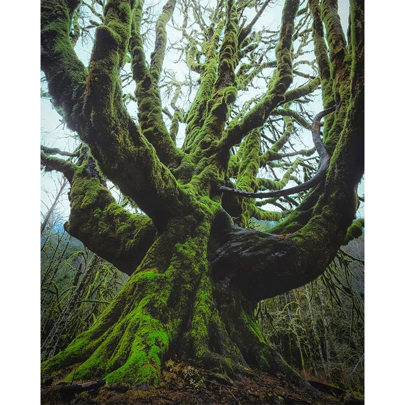 Large Moss Covered Tree copy 6 small.jpg