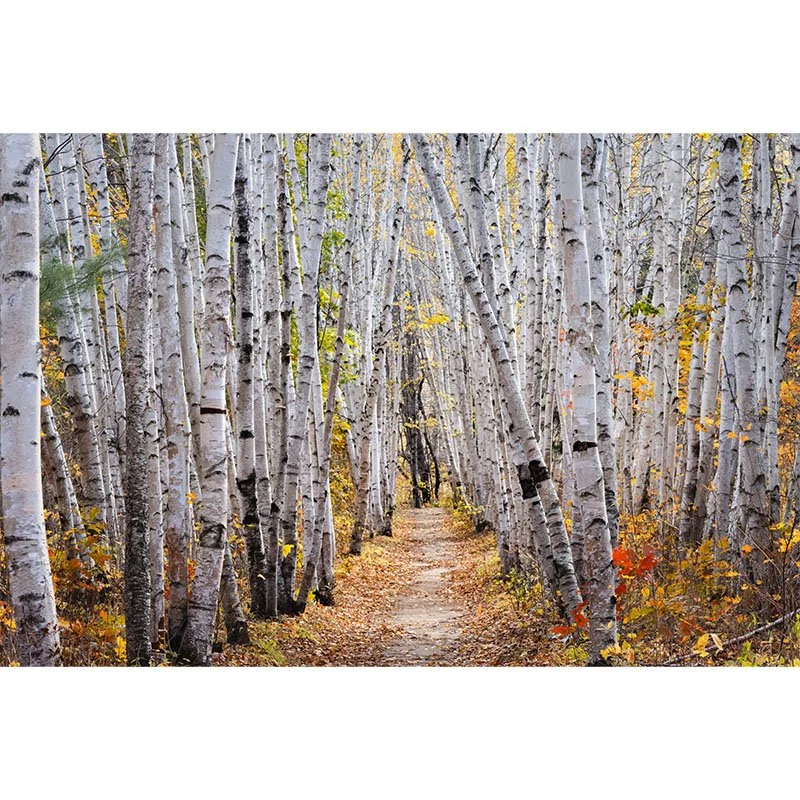Birch Trail Wide