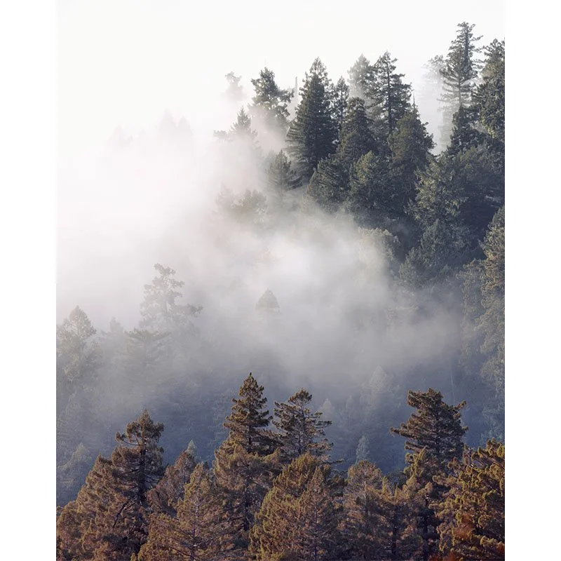 Fog Over Redwood Forest