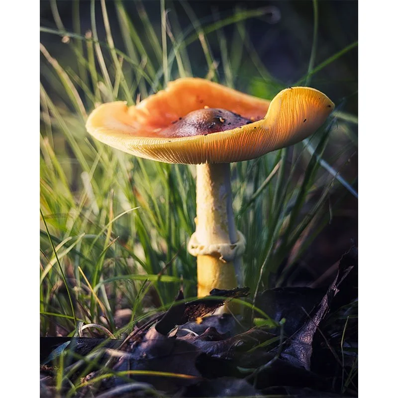 Red Hills Mushroom at Night FR small.jpg