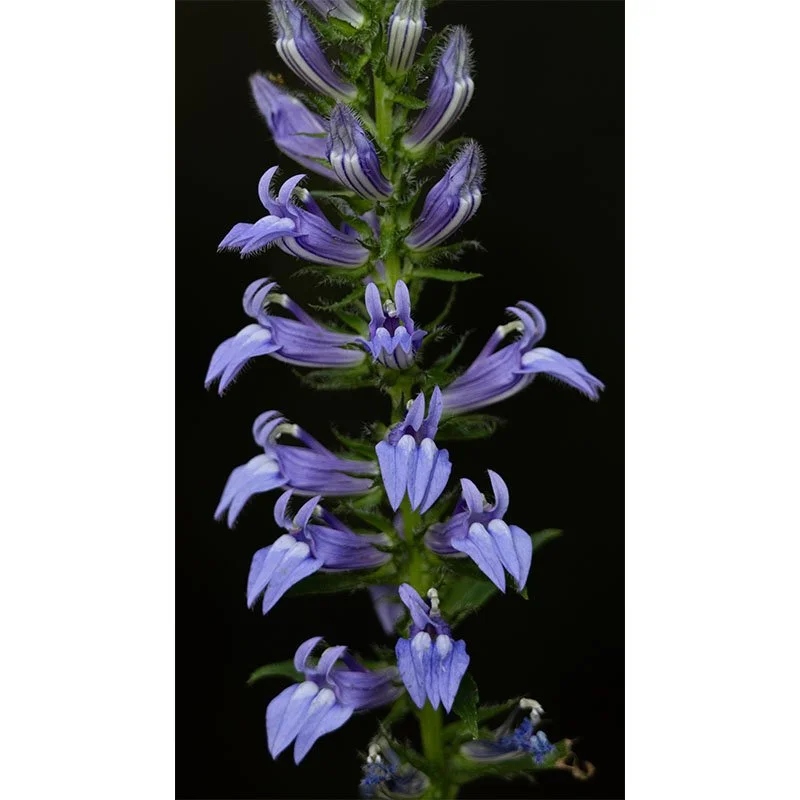 Purple Flowers FR small.jpg