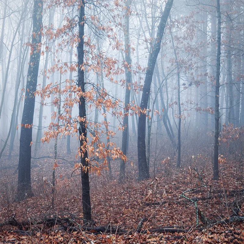 Familiar Fall Forest