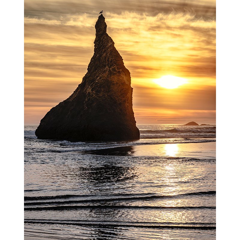 Seagull on Wizards Hat FR small.jpg