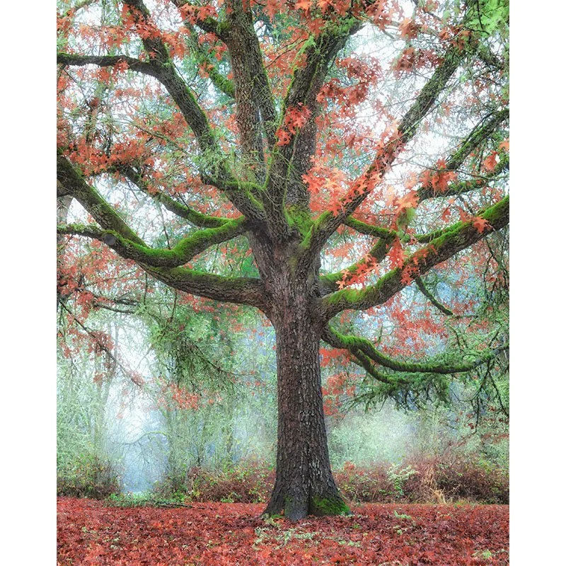 Corvallis Tree in the Fog