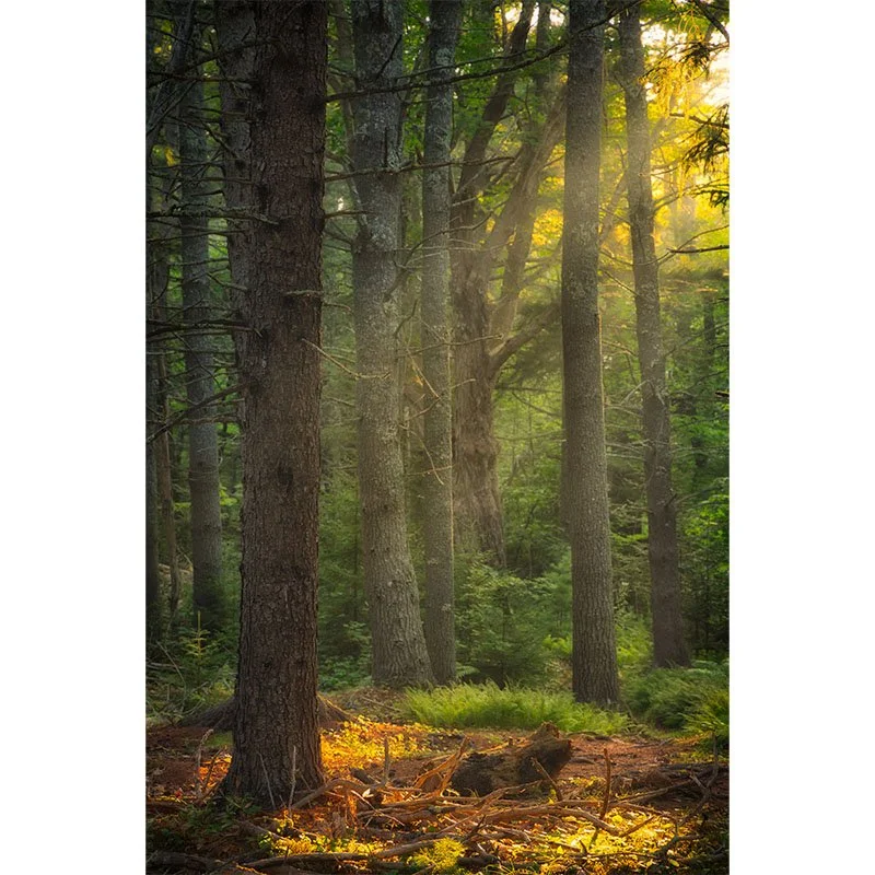 Maine Forest Small.jpg