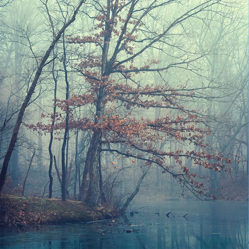 Tree on the lake in fog fr small.jpg