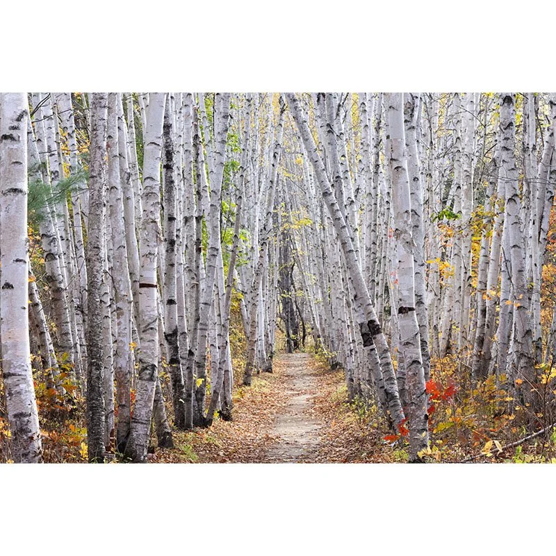 Birtch Trail Wide small.jpg