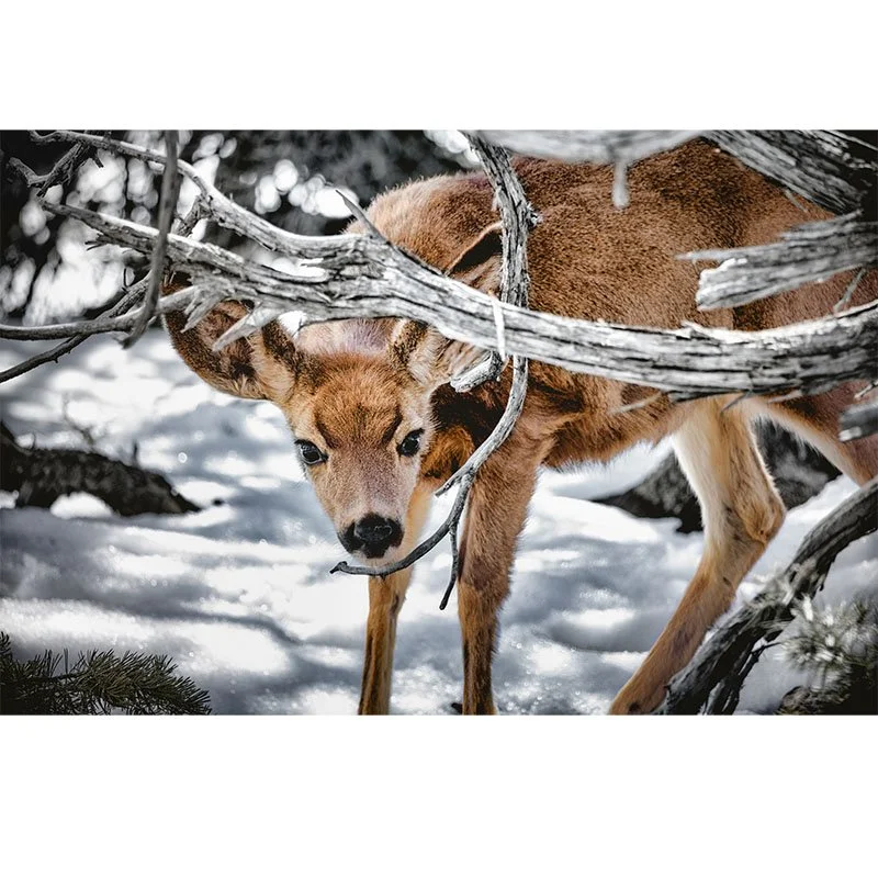 Curious Fawn