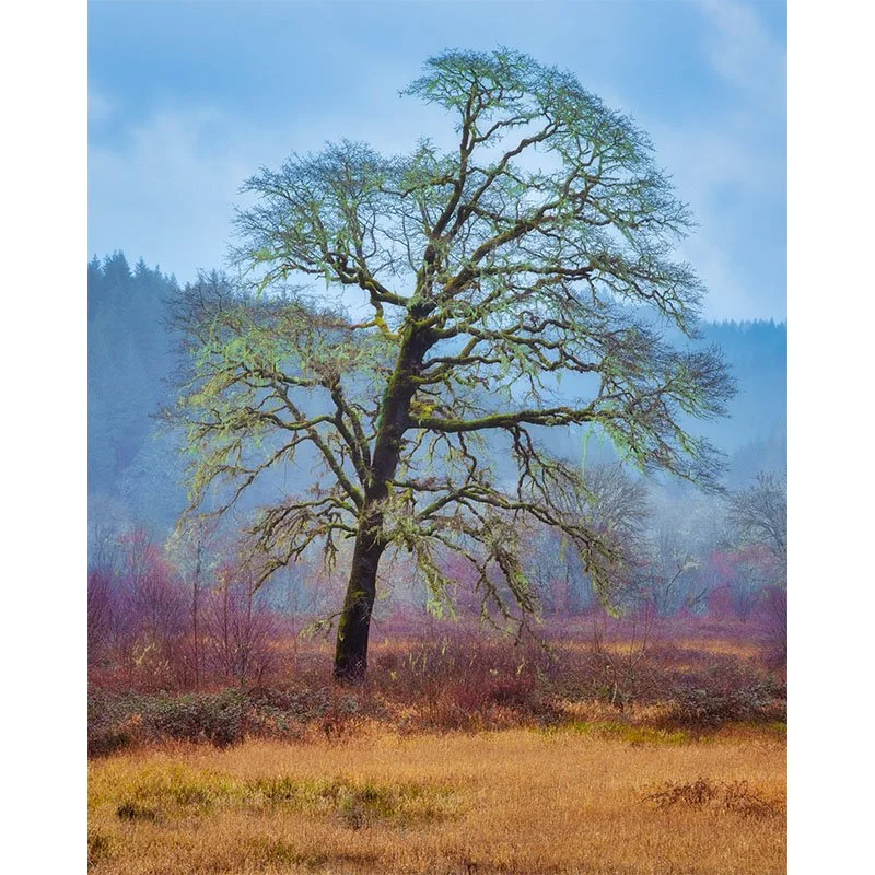 Suislaw Forest Tree FR copy 2 small.jpg