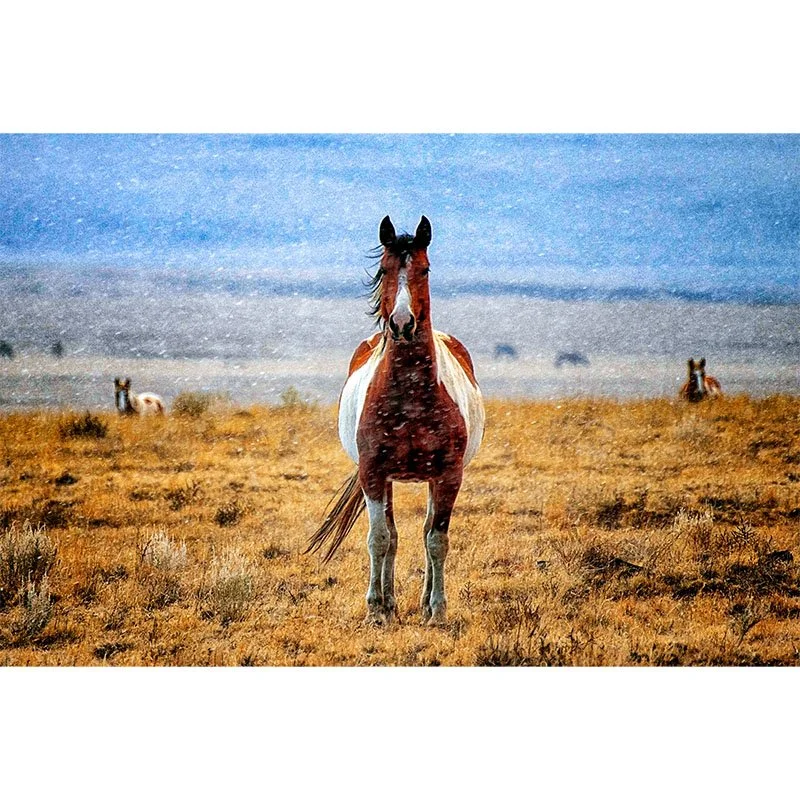 Arizona Wild Horses in Winter small.jpg