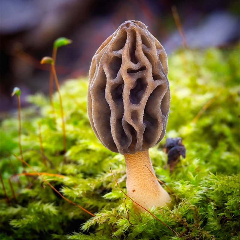 Tennessee Morel New Final 2 small.jpg