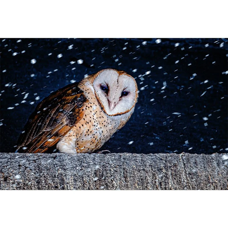 Snowy Barn Owl 2 small.jpg
