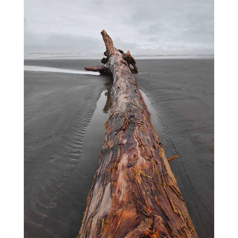 Pacific Beach Driftwood FR copy 2 small.jpg