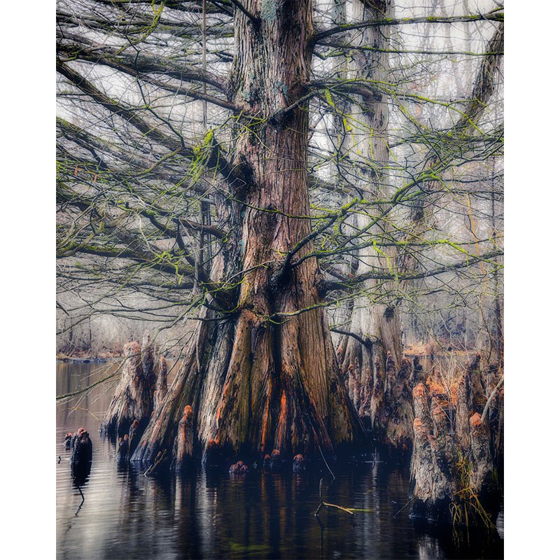 Illinois Cypress Tree